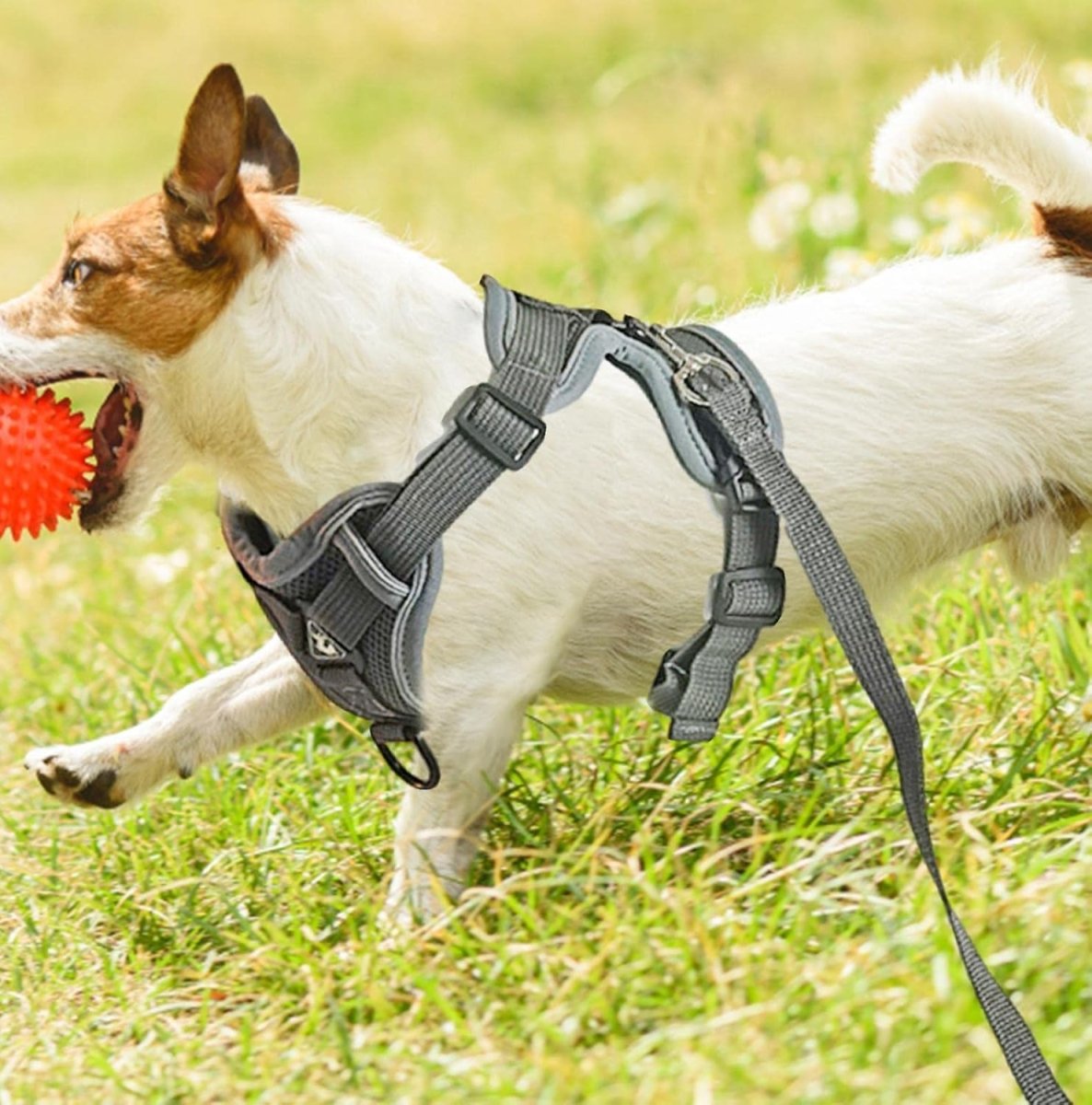 Harnais Petit Chien - DogHarnessVest™ - Gris - Espace Animalier Chien Chat