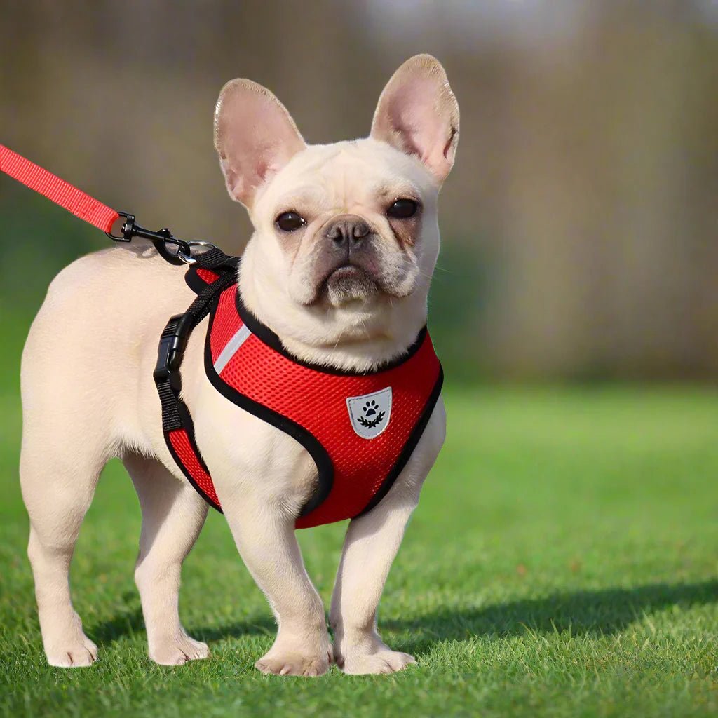 Harnais Petit Chien - DogHarnessLeadLeash™ - Rouge - Espace Animalier Chien Chat